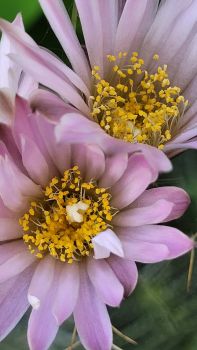 Echinocereus knippelianus